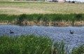 Canadian Geese
