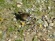 Bird watching Photo
