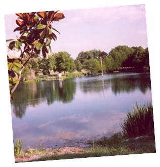 The Pond