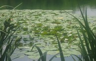 Fish'n Pond