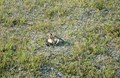 This is our Killdeer bird distracting me from her babies.