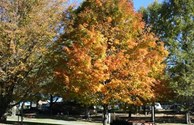 Fall Magic