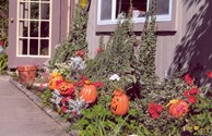 Halloween Decorations