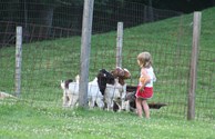 Our Goats