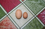 Free Range Eggs