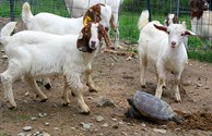 What's this - It doesn't look like a goat!!