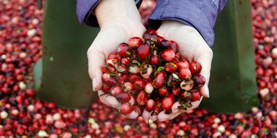 Cranberry Harvest Season
