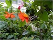 Magic Wings Photo