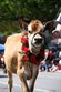 Strolling Of the Heifers Parade and Festival Photo