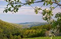Apple Blossoms over Nearby Connecticut River