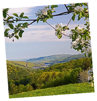 Apple Blossoms over Nearby Connecticut River