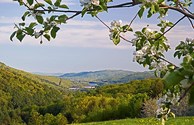 Apple Blossoms over Nearby Connecticut River