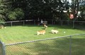 Pet Playground