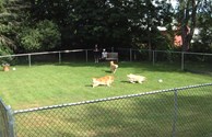 Pet Playground