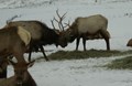 ROCKY MOUNTAIN ELK