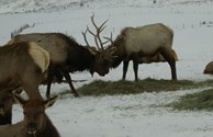 ROCKY MOUNTAIN ELK