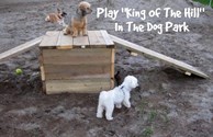 Dogs at Play in the Dog Park