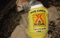 Even the  Dogs have to Work!