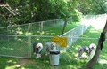 Pet Playground
