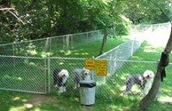 Pet Playground