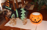 Halloween