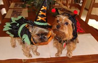 dog costume contest