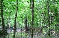 Shady Hiking Trail along Mill Creek.