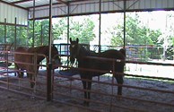 On Site Barn to Stable/Board Your Horses