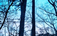 Beautiful Forrest Sunset @ Brookeland KOA