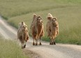 * The Wilds Photo