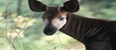 * The Columbus Zoo Photo