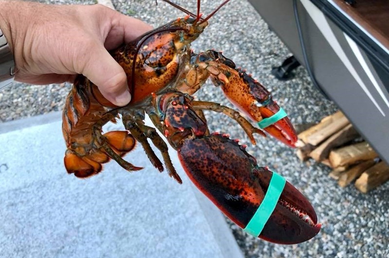 Lobster Feed Weekend Photo