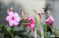 BEAUTY OF NATURE