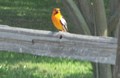 Bird Watching