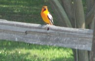Bird Watching
