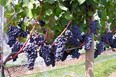Wineries & Breweries Photo
