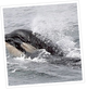 Whale Watching Photo