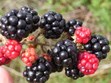 Berry Picking Photo