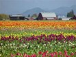 Skagit Valley Tuplip Festival  - April Photo