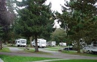 Grassy Treed Sites