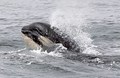 Orca Whale Watching Up Close