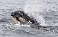 Orca Whale Watching Up Close