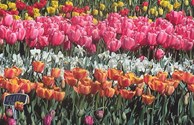 Visit the Tulip Fields