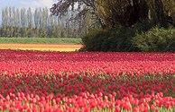 Tulip Festival in April