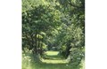 Walk in the Woods