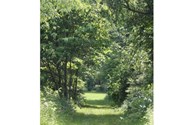 Walk in the Woods