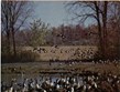 Upper Canada Migratory Bird Sanctuary Photo