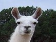 Tuxedo Llama Ranch Photo