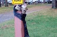 Scared Stiff