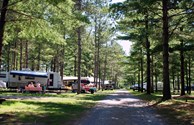 Wooded Wonderland
